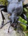 střevlík zahradní (Brouci), Carabus hortensis, Carabidae, Carabinea (Coleoptera)